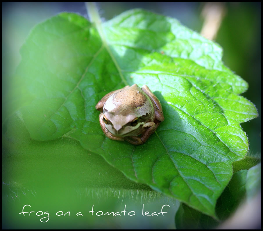 frog in the garden