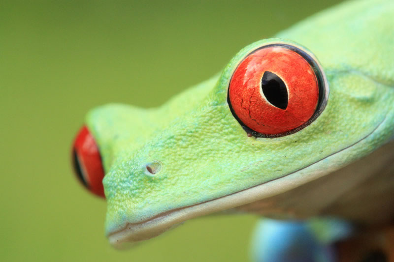 macro frog