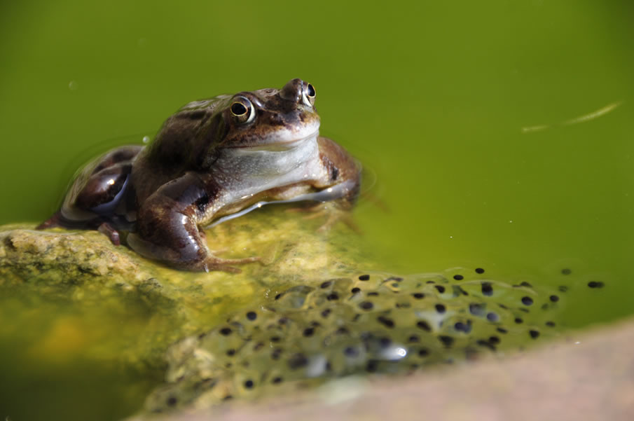 Frog spawn