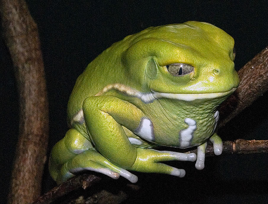 Frog Display