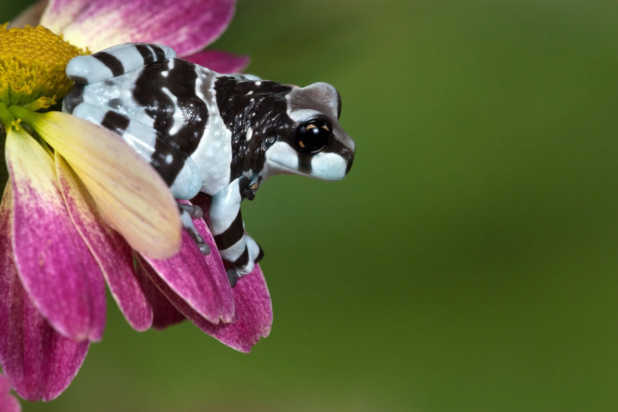 milk frog on a pink flower