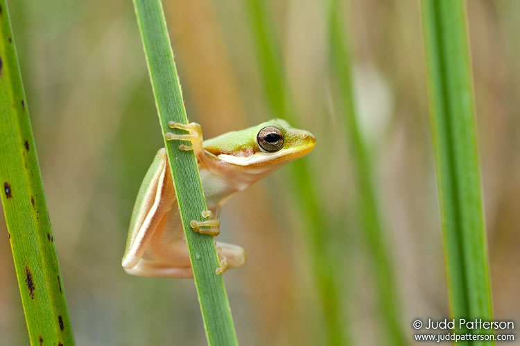 green tree frog