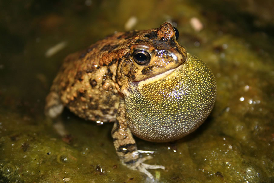 singing frog