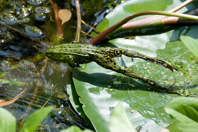 Jumping frog