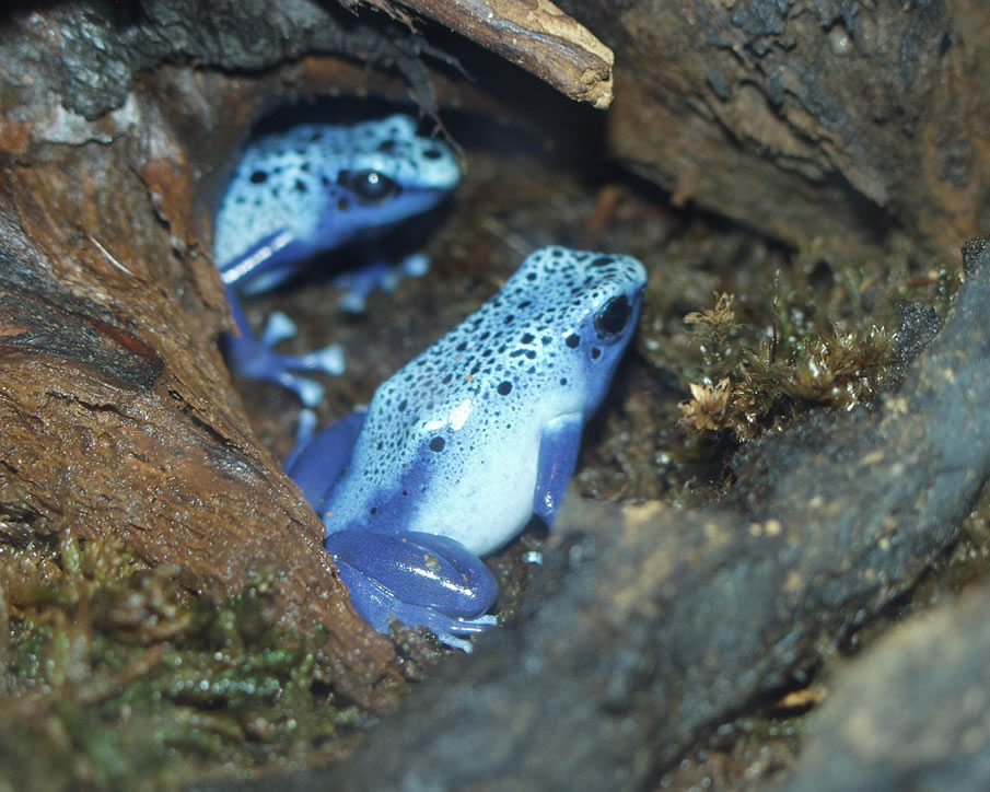 Blue tree frogs