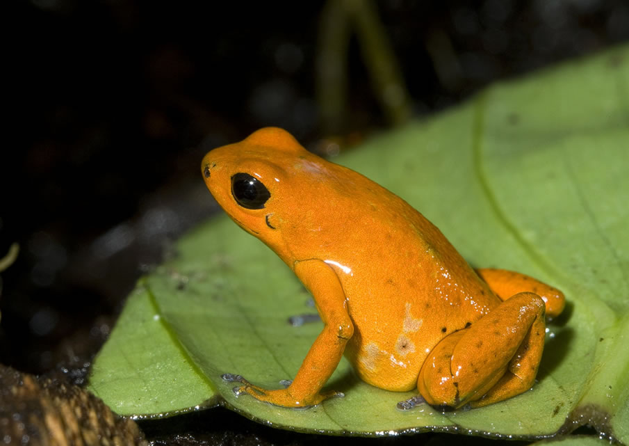 Orange strawberry dart frog