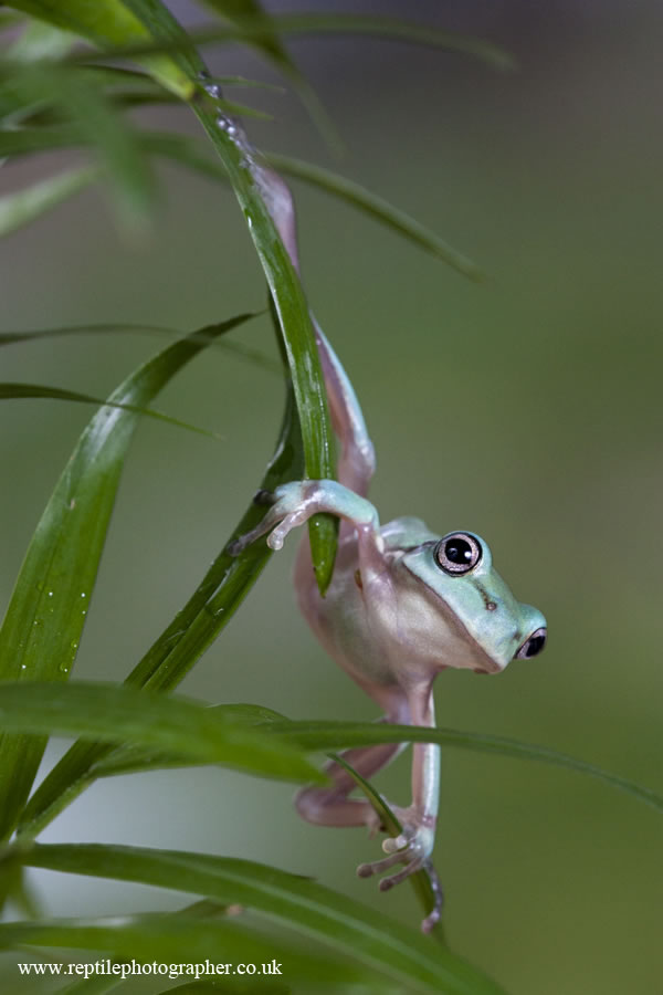 climbing but posing frog