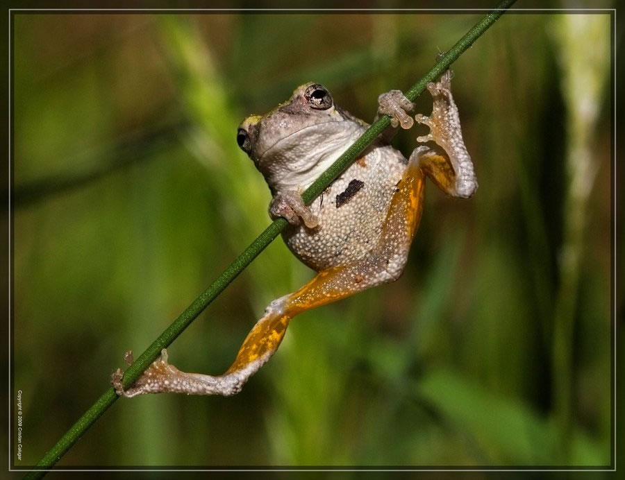 gray tree frog