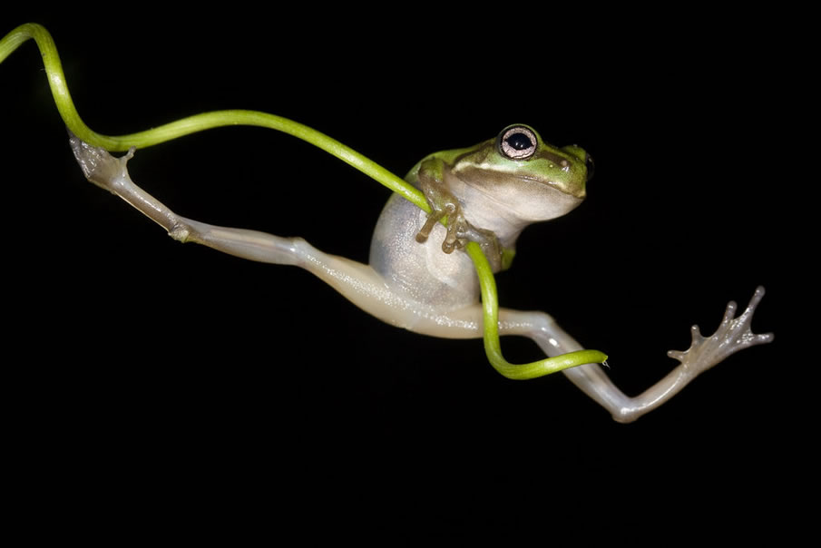 the acrobatic frog