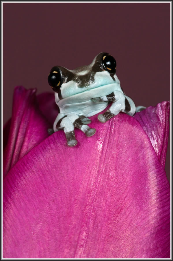 modern frog