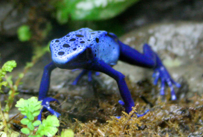 poison dart frog