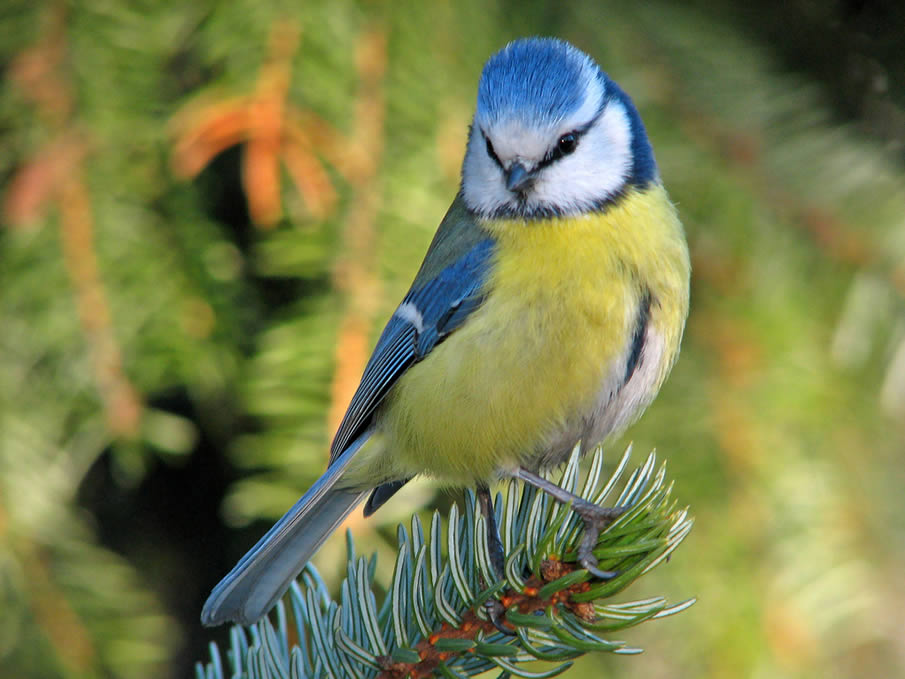 Blue tit