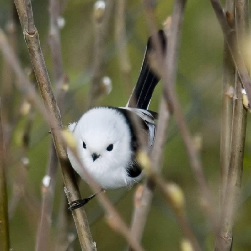 Long-tailed Tit