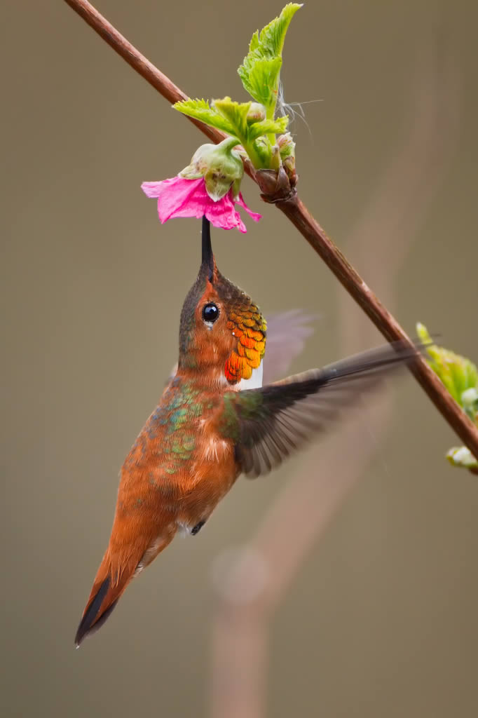 Another Rufous