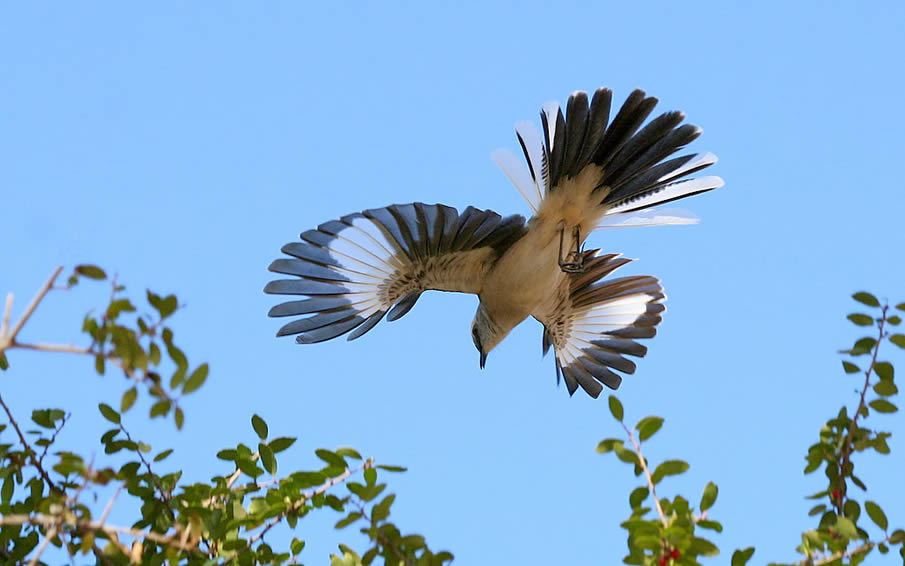 Mockingbird Aerial Display