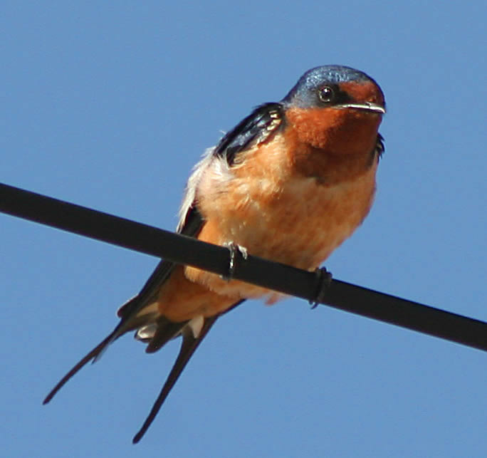 Barn Swallow