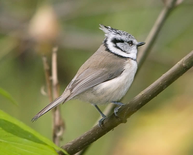 Crested Tit