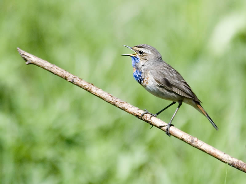 Bluethroat