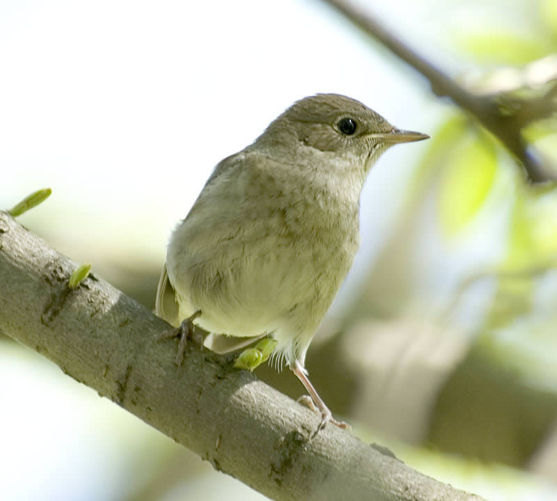 Thrush Nightingale