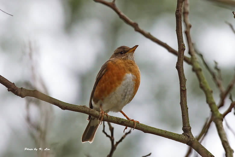 Red-bellied Thrush