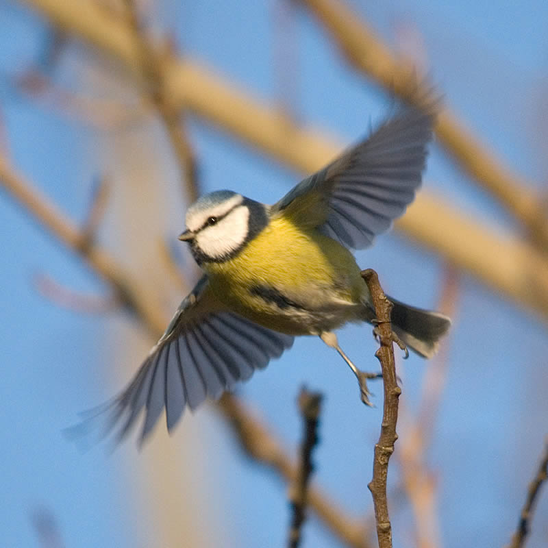 Blue Tit