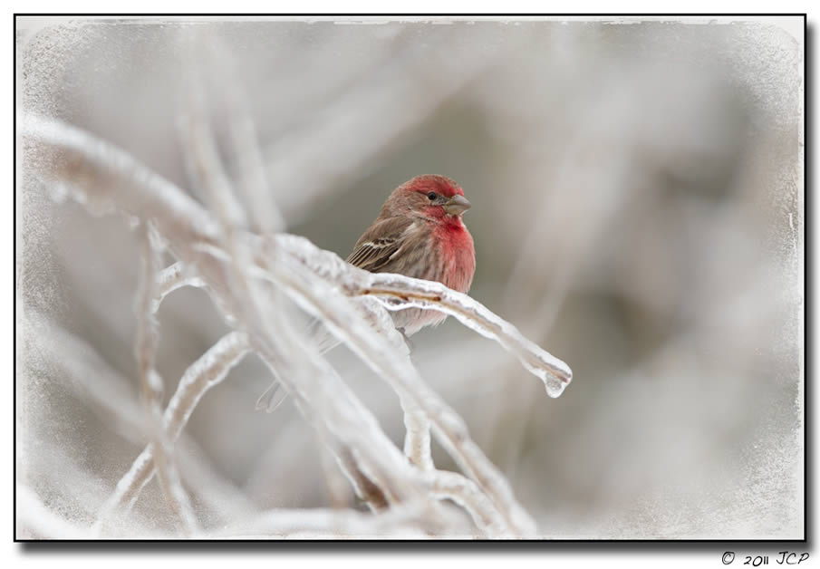 Ice Storm