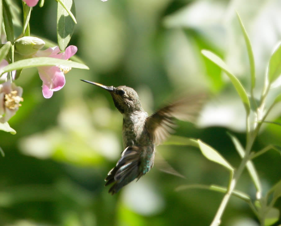 Humming Bird