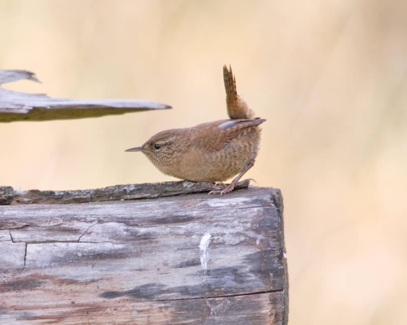 Wren