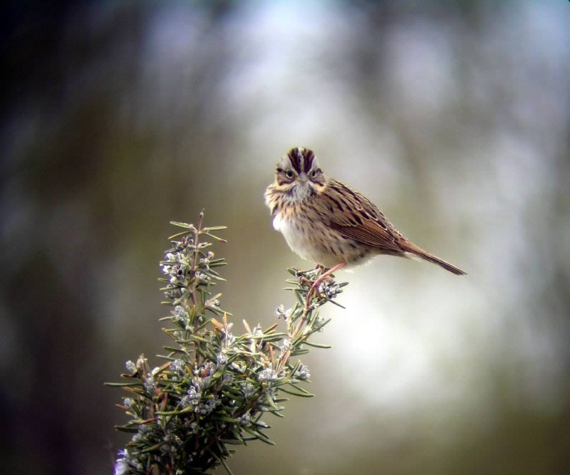 Lincolns Sparrow