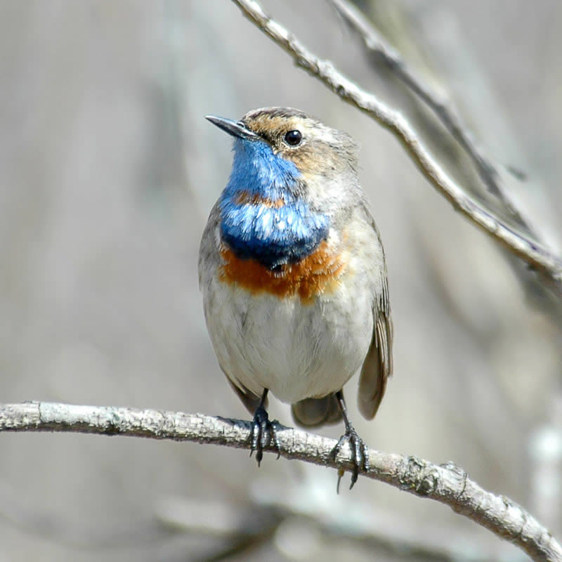 Bluethroat