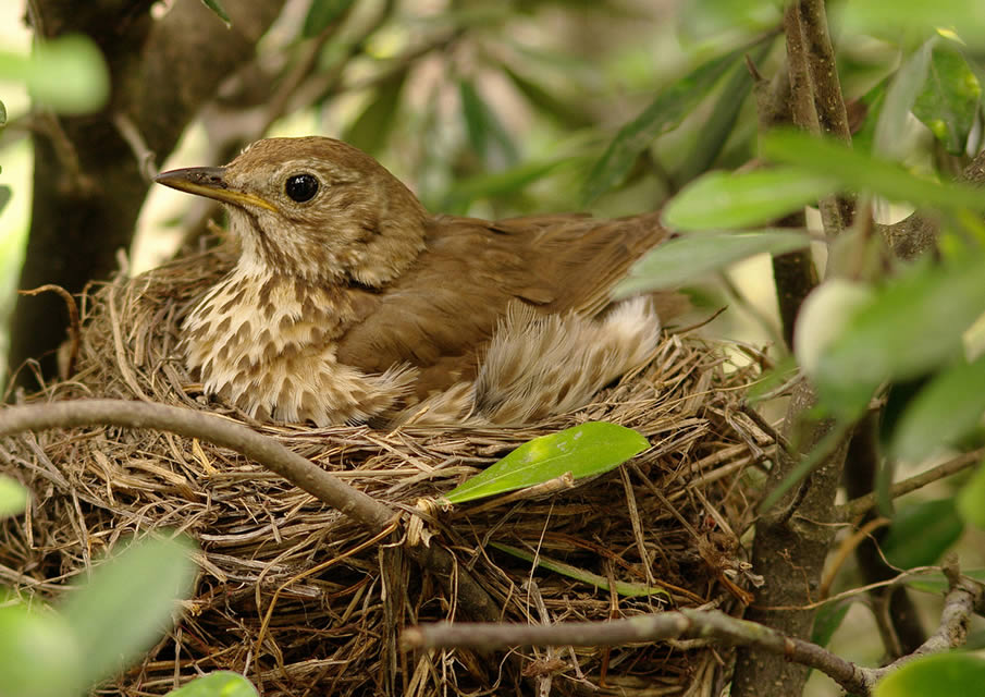 Song Thrush