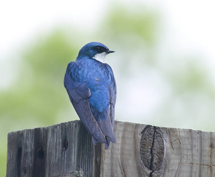 Tree swallow