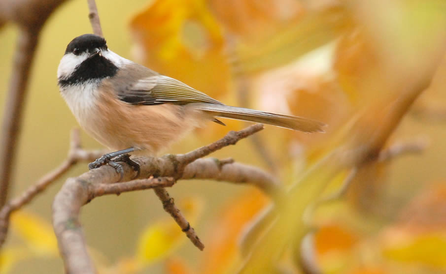 Chickadee