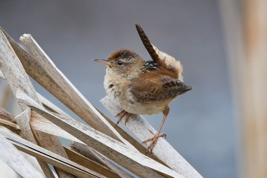 A VERY alert Marsh Wren