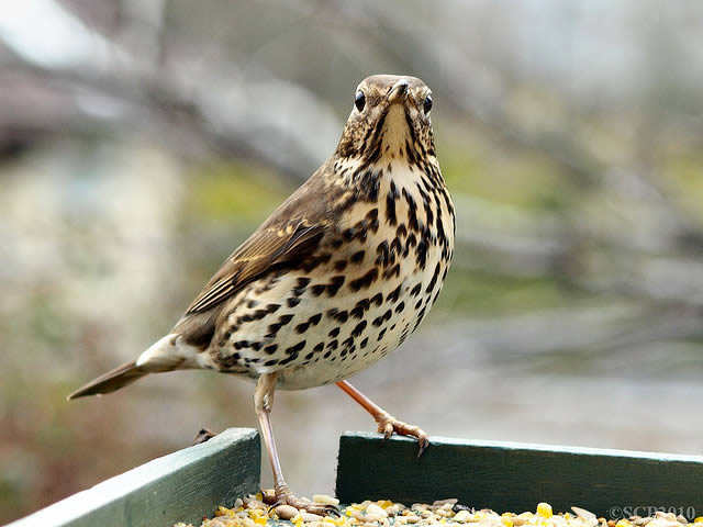 Song thrush