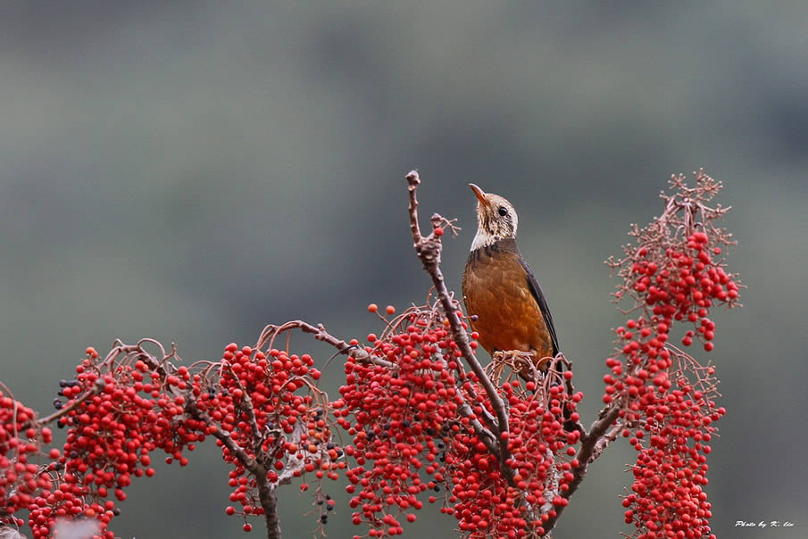 Island Thrush