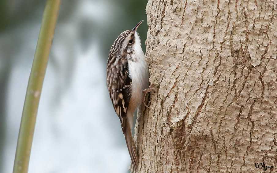 Brown Creeper