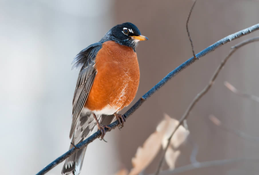 American Robin