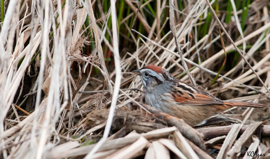 Swamp Sparrow