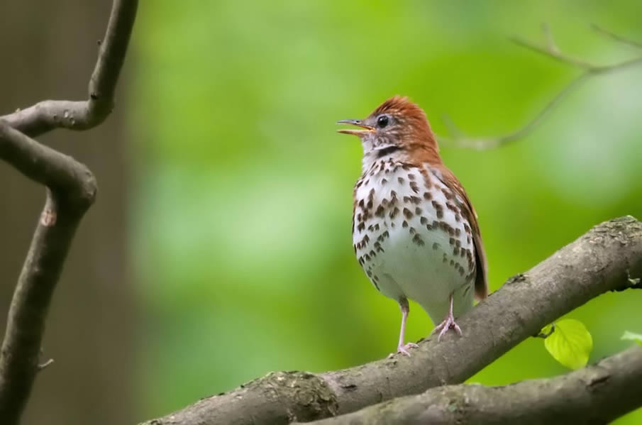 Wood Thrush