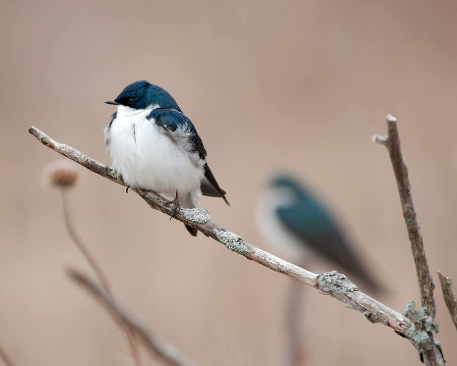 Swallows