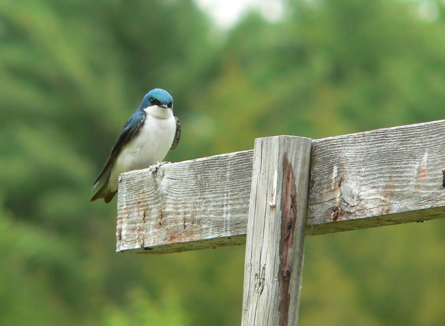 Tree Swallow