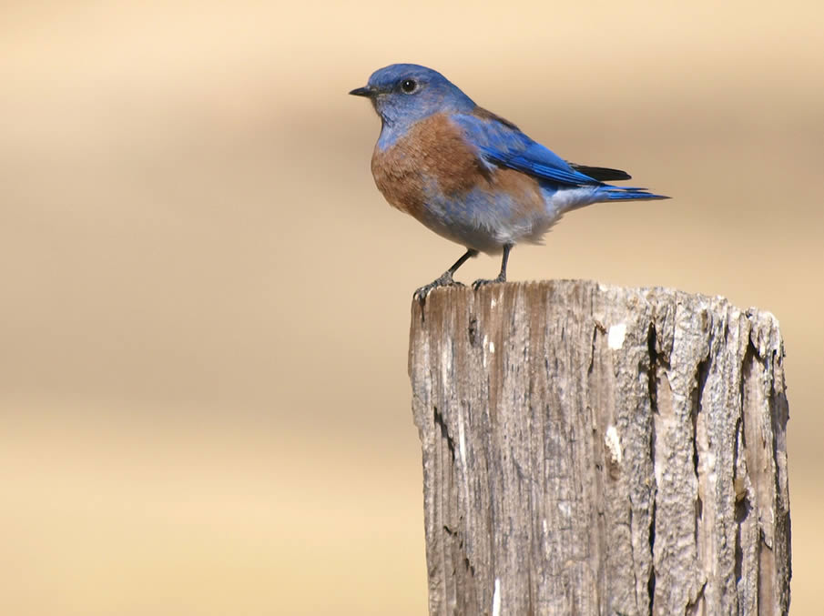 Bluebird on a Post