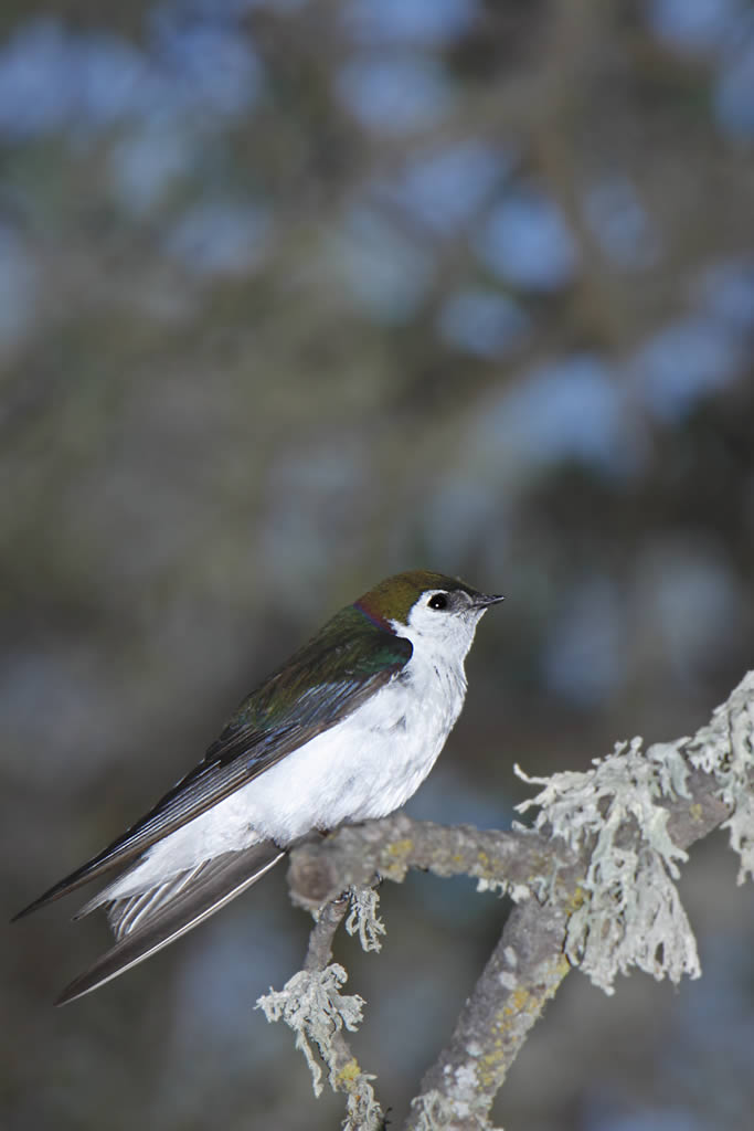 Violet green Swallow