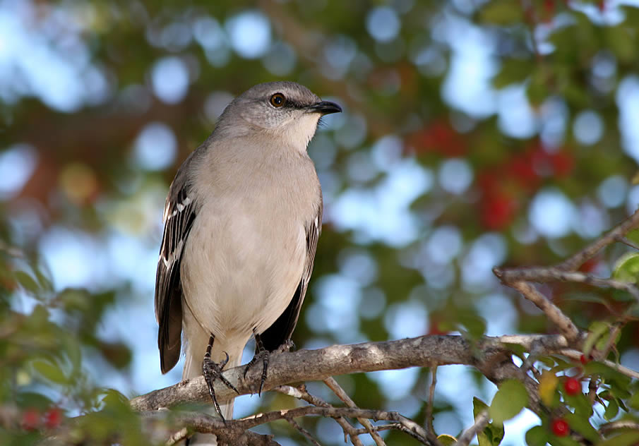 Mr. Mockingbird