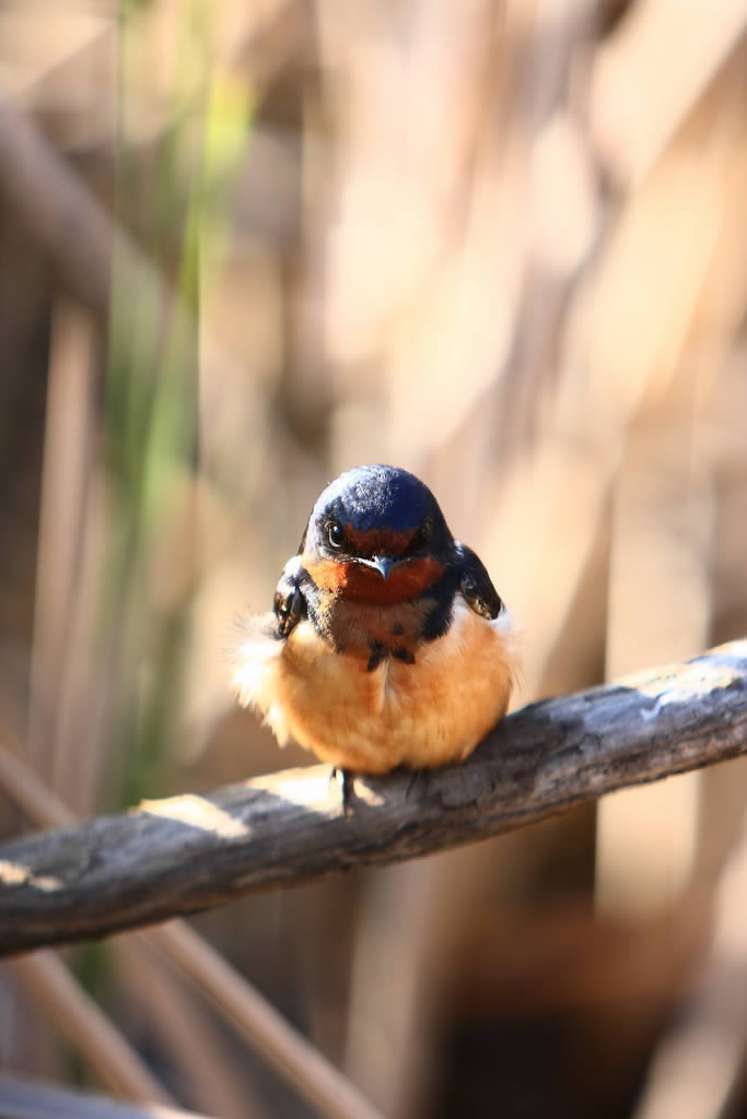 Barn Swallow