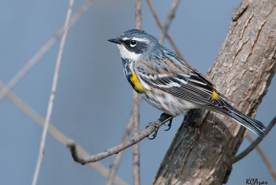 Yellow-rumped Warbler