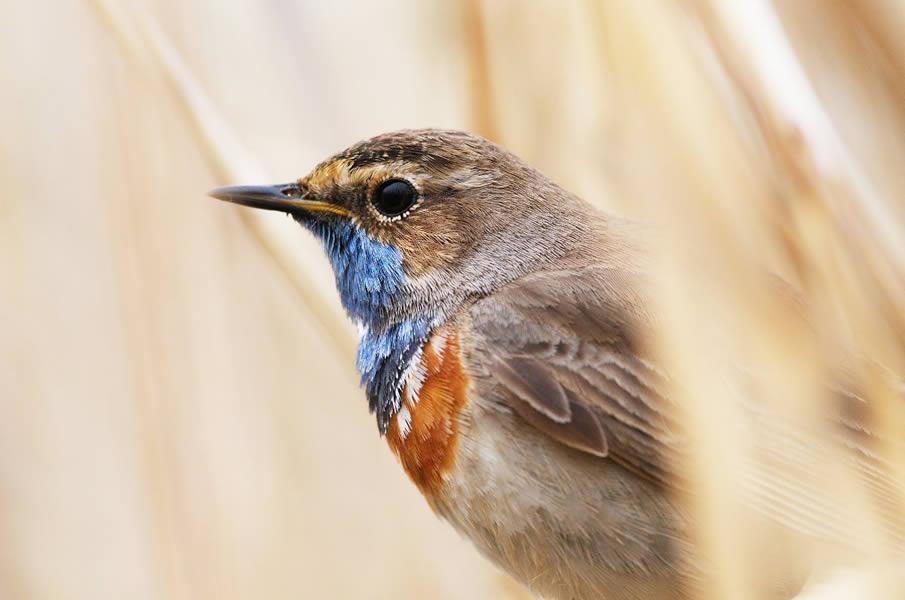 Bluethroat