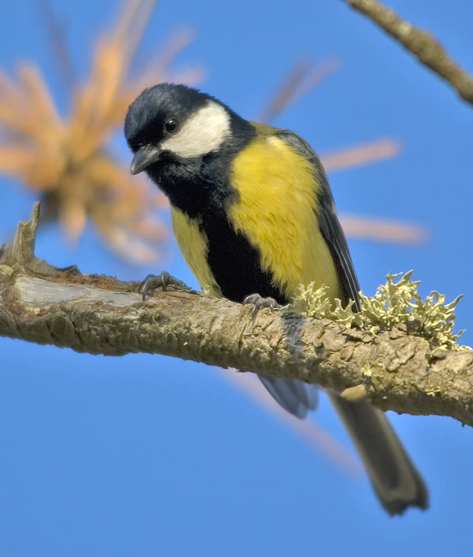 Great Tit