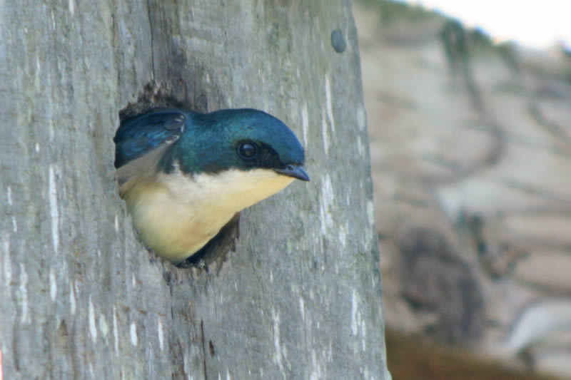 Tree Swallow